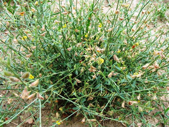  Plant with leaves and Flowers